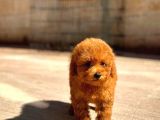 ⭐ Toy Poodle Yavru | Güvenli ve Sözleşmeli Teslim