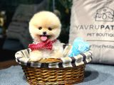 Gerçek Pomeranian Kalitesi | Veteriner Kontrollü Yavrular