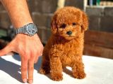 Yeni Aile Üyeniz Toy Poodle | Veteriner Kontrollü Yavrular