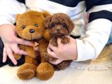  Toy Poodle Yavrularımız Geldi | Özel Renk & Kaliteli Yavrular