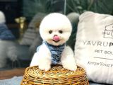 Seçkin Pomeranian Yavrular | Sağlık Garantisi + 7/24 Destek