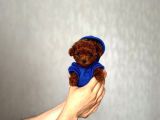 Premium Toy Poodle Yavrularımız | Güvenli & Garantili Teslim