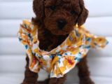 Toy Poodle Sahiplenmek İsteyenler | Güvenli Adres, Garantili Yavrular