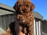 ORJİNAL TOY POODLE YAVRULAR