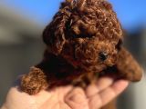 RED BRAWN TOY POODLE 