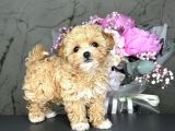 Şirin Suratlı Maltipoo Bebekler 
