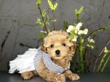 Maltipoo sevimli Yavrular 